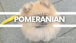 Pomeranian - dog rehabilitation (anxiety & reactive behaviour)
