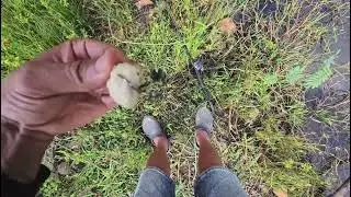 Mình báo hugo và cá nhé. hugo cụ thể là của 3 năm sau. Cá cụ thể mắt cá#fishing #câulure #gấulure47