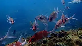 Holocentrus adscensionis (Squirrelfish)