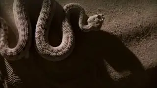 Sand, Wind and Viper Cerastes cerastes 1