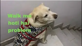 Punji has problem in walking&hellip;😛#punjithelabrador #funnydog #2026 #labrador #dogvideo ￼