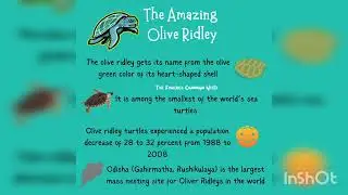 The Amazing olive Ridley facts