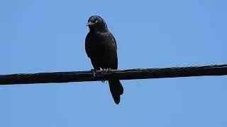 Quiscale bronz&eacute; - Quiscalus quiscula - Common Grackle