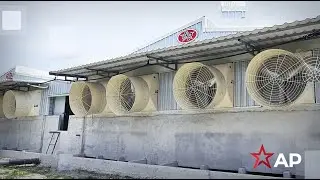 Voices of Satisfaction - Perak's Swine Farm