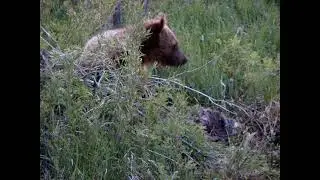 Bears 2021 in Dupuyer Montana (1)