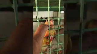 tame pineapple conure 😲🦜😲#birds #shorts