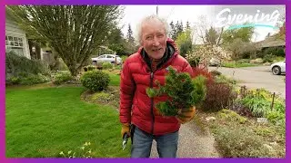 Ciscoe's tips for pruning dwarf conifers in Washington