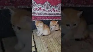 Cute Little Kittens Looking for Mischief😻