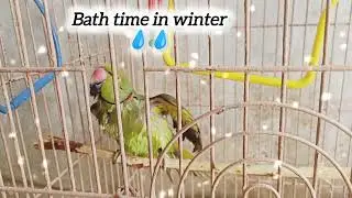 Parrot Bath time in winter #parrot#talkingparrot#bath#winter#shortfeed