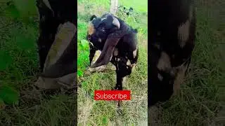 👌best quality beetal male goat chari time 💚🌱🥀 bhagu farming 🥀
