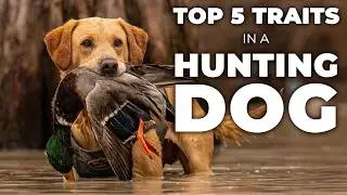 5 BEST TRAITS in a Hunting Dog!