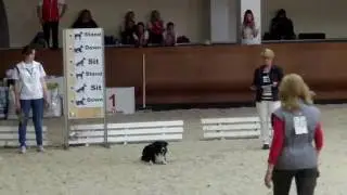 WC Obedience Moscow 2016 Final: Start no 17 Fedorova Russia Distance control - 5th place