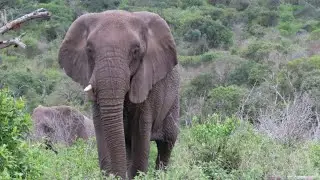 A hidden gem in the heart of Zululand. Thula Thula. Part 1 (English commentary)