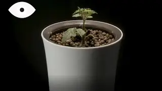 Botanium - petite jardini&egrave;re &agrave; arrosage automatique