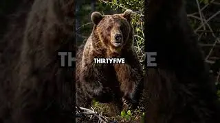Hunter vs 1400lb Ussuri Brown Bear - Deadly Encounter in Siberian Forest