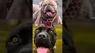 AMERICAN BULLDOG VS BULL TERRIER, CANE CORSO, ENGLISH MASTIFF (BITE FORCE)