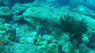 Octopus Fight at Koh Tachai, Thailand