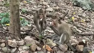 Baby Monkey Bako&rsquo;s Hilarious First Encounter with Peanuts! 🐒🥜