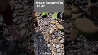 Amazing fossil find on our fossil hunting tour #fossil #jurassic #beach #yorkshire