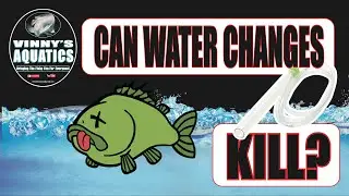 DO WATER CHANGES KILL Your Fish???