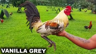 Vanilla Grey GSP CLAVERIA FARM Galen Pacturan Big Farm In The Philippines