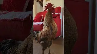 Fred come&ccedil;ou a segunda-feira animado 🤣😘