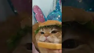 cutecatonline