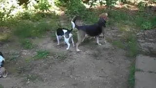 Alan & Pandy race and Andy Sandy Pants romps with his friends in the yard.