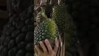 Wild Pineapple 🍍 #harvesting #satisfying #asmr #asmrsounds #shortvideo