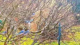 Camera 3 video footage, blue jays in the tree #birdenthusiast #birdwatchers #bluejays