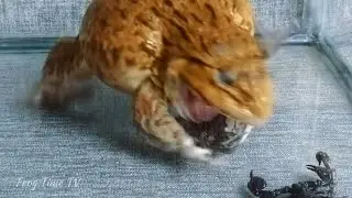 Asian Bullfrog vs Banded Bullfrog and Scorpion! Asian Bullfrog Live Feeding