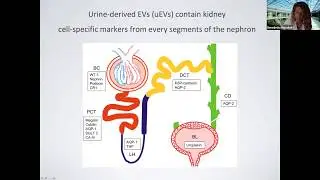 Sources and mechanisms of EVs for kidney repair: from stem cells to urine by Benedetta Bussolati