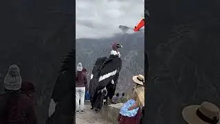 Incredible huge condor live till 70 yrs old #eagle #birds January 17, 2026
