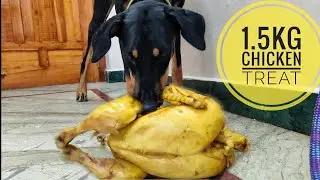 American Doberman Eating 1.5kg Chicken 🐤🍗🍗