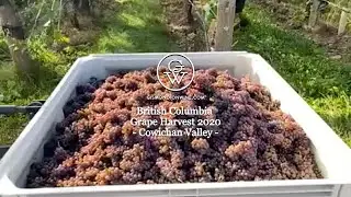 Blue Grouse Estate Winery - Cowichan Valley