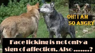 How Do Wolves Say Hello? |  Wolves communicate effectively in several ways.|#Animalvideos