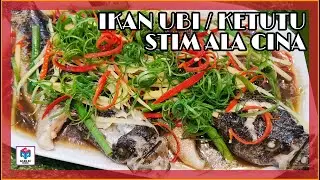 IKAN UBI / IKAN HARUAN KETUTU MASAK STIM ALA CINA SEMPENA TAHUN BARU MAKAN BESAR KELUARGA MALAYSIA