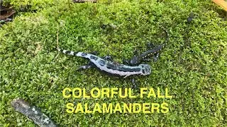 Finding Colorful Fall Salamanders in Central Pennsylvania! 