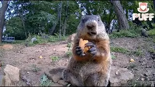 Groundhog Eating ASMR  Episode 3