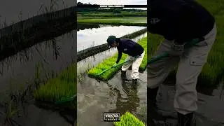 Smart worktool for fast rice seedling alignment in field