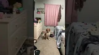 #furry #theriantropy #funny #dog#cheese#slap#cheeseslap#antizoo #alterhuman #fyp#shorts
