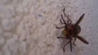 7 rano szerszen 20151003 koniecznie z dzwiekiem