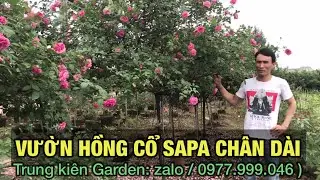 Vườn hồng cổ sapa chân dài- Trung kiên garden, Xuân Quan, Văn Giang, Hưng yên, zalo: 0977999046.