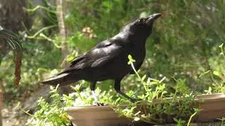 2 Crows Sharing Food Wildlife Photography