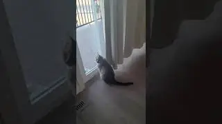 Trilling Cat - Cat makes cute sound