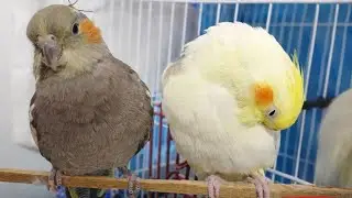 Live Birds 🐦 | Relaxing Nature Sounds | Beautiful Birds Live Stream