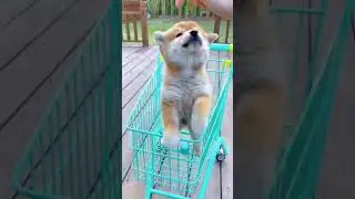 Lets go shopping for a shib 💸💸
