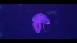 Moon Jelly
