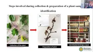 Preparing Medicinal Plant Samples for Accurate Identification | Step-by-Step Guide