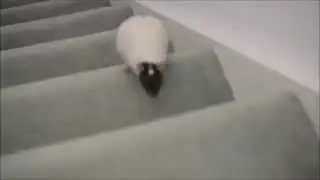 Rat Races up the Stairs